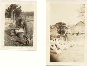 Bart Cook at wood pile Della Cook with chickens.jpg (425438 bytes)